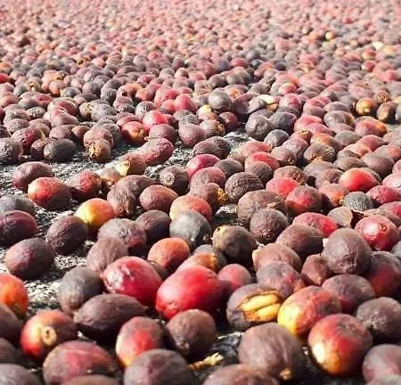 Casa Grão De Café Al